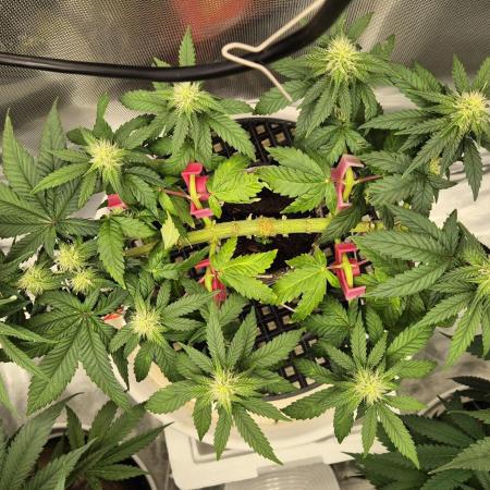 Gorillamelon (Pringles-Cup)