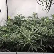 Kannabias Cherry Dream