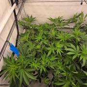 CCG / Sensi Malibu OG Gold