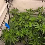 CCG / Sensi Malibu OG Gold