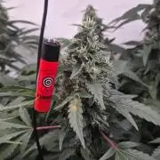 Kannabias Karibbean Mango