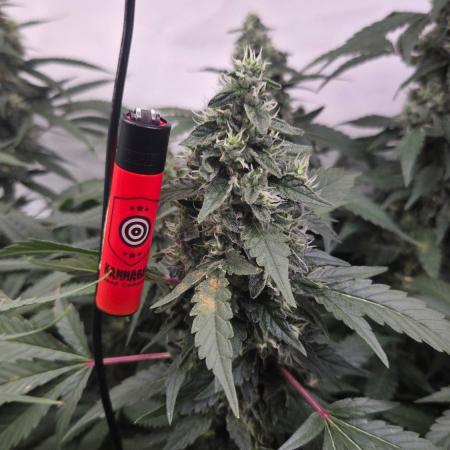 Kannabias Karibbean Mango