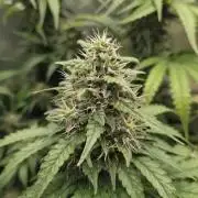 Kannabia Sunset Sherbet Go Fast