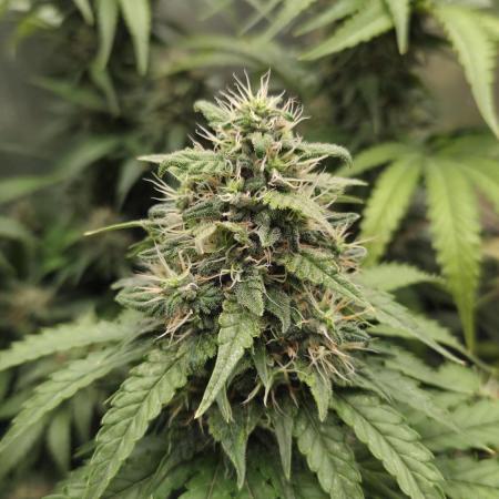 Kannabia Sunset Sherbet Go Fast
