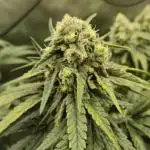 Kush für Karen