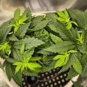 Gorillamelon (Pringles-Cup)