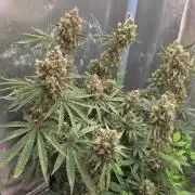 T.H.Seeds Bubble Banana Gum