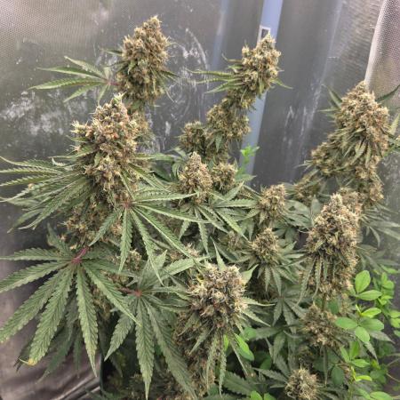T.H.Seeds Bubble Banana Gum