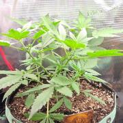 CCG / Sensi Malibu OG Gold