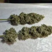 Kannabia Sunset Sherbet Go Fast