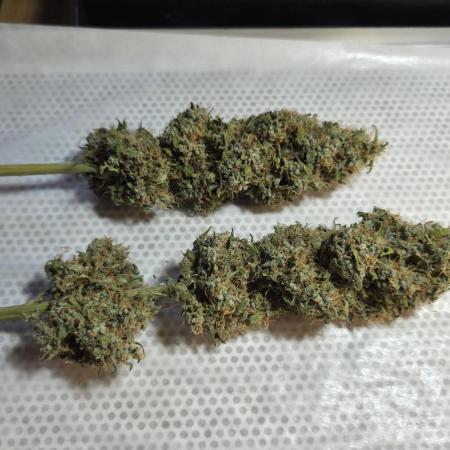 Kannabia Sunset Sherbet Go Fast