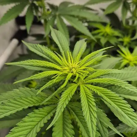 Kekse aus den Tropen