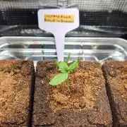 Lazyboyseeds Baked in Hossegor