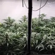 Kannabias Cherry Dream