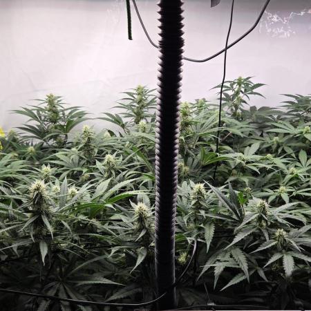 Kannabias Cherry Dream