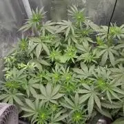 Afghan Noir