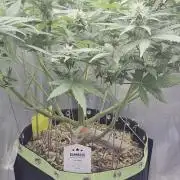 Kannabia Sunset Sherbet Go Fast