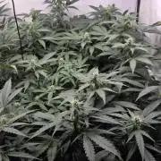 Kannabias Karibbean Mango