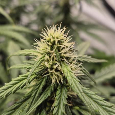Die Grower und das Biest