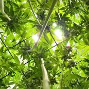 Kannabias Karibbean Mango