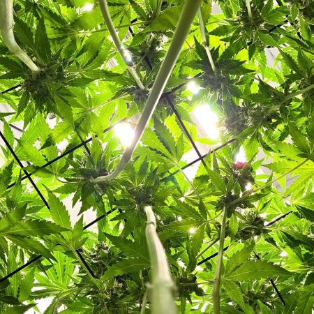 Kannabias Karibbean Mango