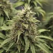 Kannabia Sunset Sherbet Go Fast