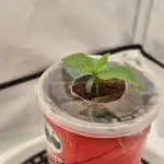 Gorillamelon (Pringles-Cup)