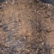 Afghan Noir