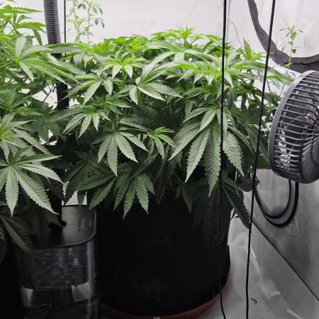 Kannabias Karibbean Mango