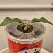 Gorillamelon (Pringles-Cup)