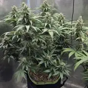 Kannabia Sunset Sherbet Go Fast