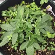 Kannabias Karibbean Mango