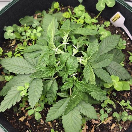 Kannabias Karibbean Mango