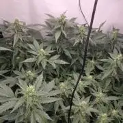 Kannabias Karibbean Mango