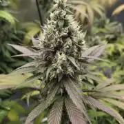 Kannabia Candy Cream Go Fast