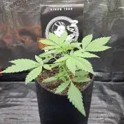 CCG / Sensi Malibu OG Gold