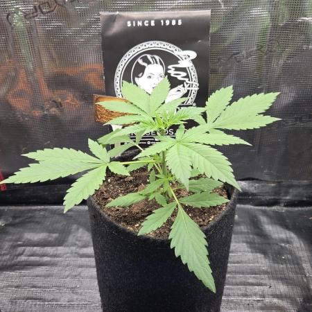 CCG / Sensi Malibu OG Gold