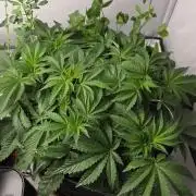 Kannabias Karibbean Mango