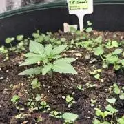 T.H.Seeds Bubble Banana Gum