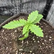 Lazyboyseeds Baked in Hossegor