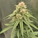 Kekse aus den Tropen