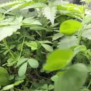 Afghan Noir