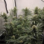 CCG / Sensi Malibu OG Gold
