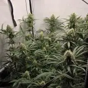 CCG / Sensi Malibu OG Gold