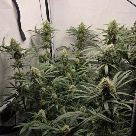 CCG / Sensi Malibu OG Gold