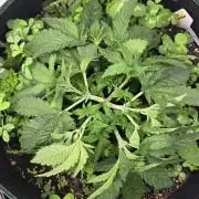 Kannabias Karibbean Mango
