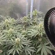 T.H.Seeds Bubble Banana Gum