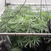 Kannabias Cherry Dream