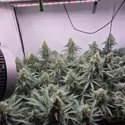 Kannabias Cherry Dream