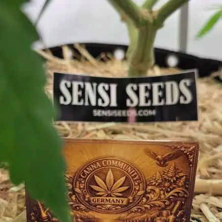 CCG / Sensi Malibu OG Gold